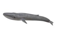 Collecta Zeedieren Blauwe vinvis 28 cm