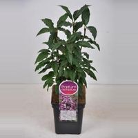 Sering (syringa villosae "Minuet") - 30-50 cm - 1 stuks - thumbnail