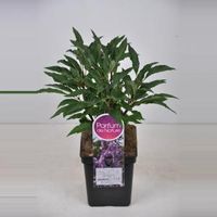 Sering (syringa villosae "Royalty") - 30-50 cm - 1 stuks