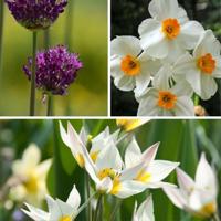 Plant in a Box - Droge Garden Set - 35 bollen voor droge en zonnige plaatsen - Lente mix met tulp, narcis en knoflook - onderhoudsvriendelijk en duurzaam