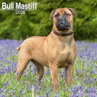 Bull Mastiff Calendar 2026 Square Dog Breed Wall Calendar - 16 Month
