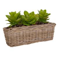 Planten/bloemen mand Levi - rotan - naturel - rechthoekig - 50 x 15 x 17 cm - plantenbak buiten - thumbnail