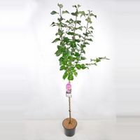 Sering op stam 85 cm (syringa vulgaris "Michel Buchner") - thumbnail