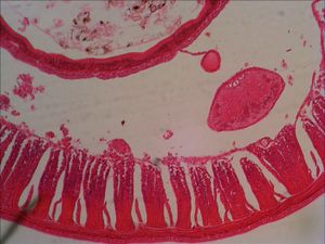 Levenhuk 29278 29278 Microscoop objectdrager