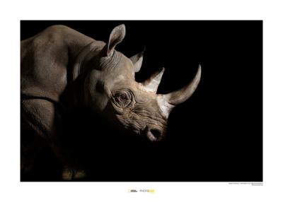 Neushoorn Art Print National Geographic 50x70cm