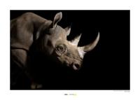 Neushoorn Art Print National Geographic 50x70cm