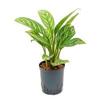 Aglaonema stripes S hydrocultuur plant - thumbnail