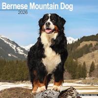 Bernese Mountain Dog Calendar 2026 Square Dog Breed Wall Calendar - 16 Month