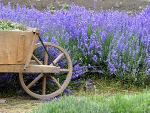 Tuinposter lavendel 10