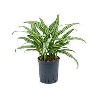 Aglaonema cutlass S hydrocultuur plant