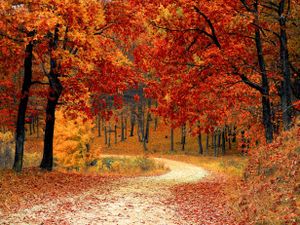 Tuinposter Herfst Bospad