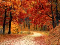 Tuinposter Herfst Bospad - thumbnail