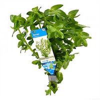 Bacopa amplexicaulis (caroliniana) - 10 stuks - aquarium plant - thumbnail