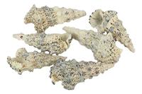 CF-NatureCraft Zeeslak Cerithium Nodulosum 3-9 cm 500 g natuur