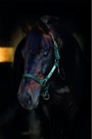 Krachtig anders leren - Sharon van Wieren, Wim Bouman - Paperback (9789490520120)