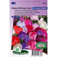 Lathyrus Odoratus zaden Old Sweet Scent reukerwt - thumbnail