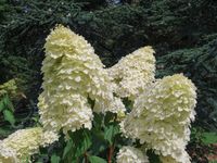 Pluimhortensia - thumbnail