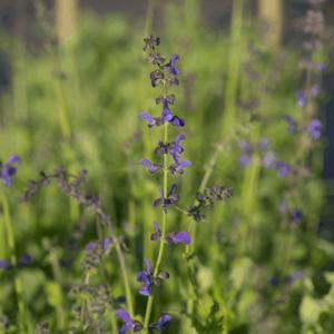 Veldsalie (biologisch)