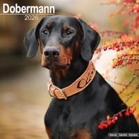 Dobermann (Euro) Calendar 2026 Square Dog Breed Wall Calendar - 16 Month