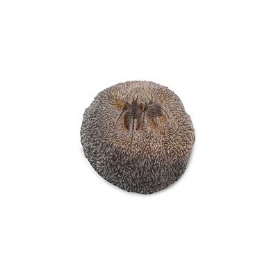 Trilobiet broeders, Marokko Erfoud, nr. 188 - 9 cm - bruin - M Trilobiet broeders, Marokko Erfoud, nr. 188 - 9 cm - bruin - M