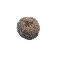 Trilobiet broeders, Marokko Erfoud, nr. 188 - 9 cm - bruin - M