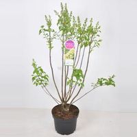 Sering (syringa vulgaris "Primrose") - 70-90 cm - 1 stuks