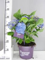 Hortensia - thumbnail