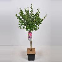 Dwergsering op stam (syringa meyeri "Palibin") - 50 cm - 1 stuks - thumbnail