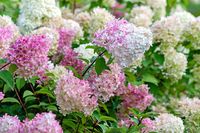 Pluimhortensia - thumbnail