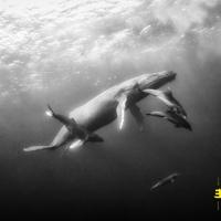 Hope - CD (5060509790722)