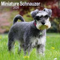 Schnauzer Miniature Calendar 2026 Square Dog Breed Wall Calendar - 16 Month