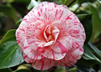 Camelia