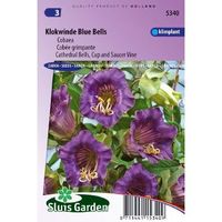 Cobaea Scandens zaden Blue Bells Klokwinde - thumbnail