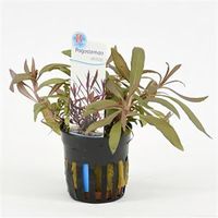 Pogostemon stellata - 6 stuks - aquarium plant - thumbnail