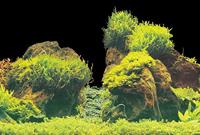 Superfish deco poster e2 60x49 cm