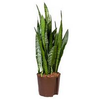 Sansevieria zeylanica L hydrocultuur plant