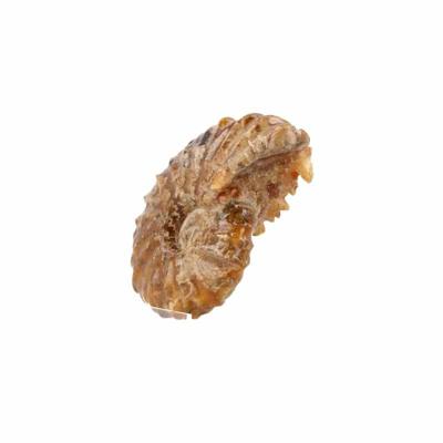 Fossiel Ammoniet 'Tractorwiel' (Model 2)