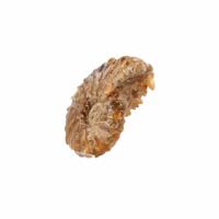 Fossiel Ammoniet 'Tractorwiel' (Model 2)