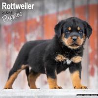Rottweiler Puppies Calendar 2026 Square Dog Puppy Breed Wall Calendar - 16 Month