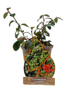 Cotoneaster dammeri - dwergmispel - thumbnail