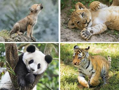 Clementoni legpuzzel Wildlife 4 puzzels 20/60/100/180 stukjes Clementoni legpuzzel Wildlife 4 puzzels 20/60/100/180 stukjes