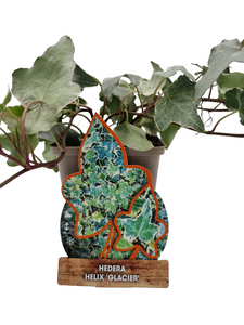 Hedera Helix 'Glacier' - klimop