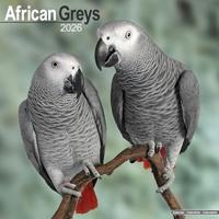 African Greys Calendar 2026 Square Bird Wall Calendar - 16 Month