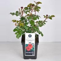 Trosroos (rosa "Red Leonardo da Vinci"®) - C5 - 1 stuks