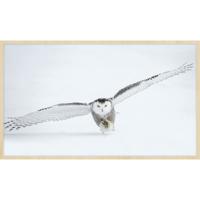 Wanddecoratie Bright Wings 008 118x70cm op forex met blanke lijst landelijk