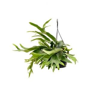 Hertshoornvaren Platycerium Bifurcatum M 50 cm hangplant