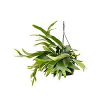 Hertshoornvaren Platycerium Bifurcatum M 50 cm hangplant - thumbnail