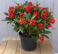 Skimmia mix 50 cm - Warentuin Natuurlijk