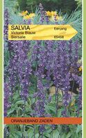 Salvia