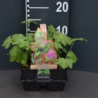 Ooievaarsbek (geranium macrorrhizum) bodembedekker - 4-pack - 1 stuks - thumbnail